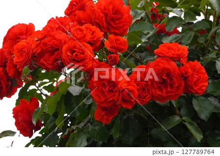 バラの花"トランペッター" 127789764