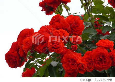 バラの花"トランペッター" 127789766