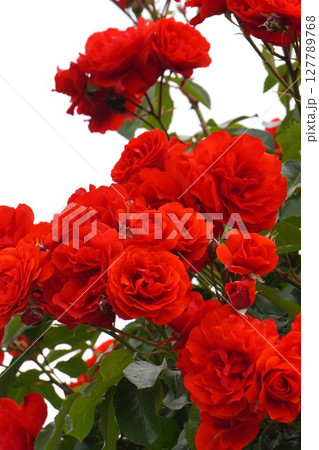 バラの花"トランペッター" バラの花"トランペッター" 127789768
