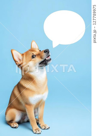 吹き出しでメッセージを伝える柴犬の姿 吹き出しでメッセージを伝える柴犬の姿 127789975