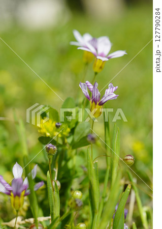 6月、1日花のニワゼキショウ。くるりと萎みかけの花と...3 127790284