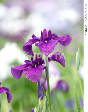 満開のハナショウブ 127790306