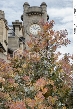 Pretty Acacia baileyana or Cootamundra Wattle 'Purpurea'. 127790482