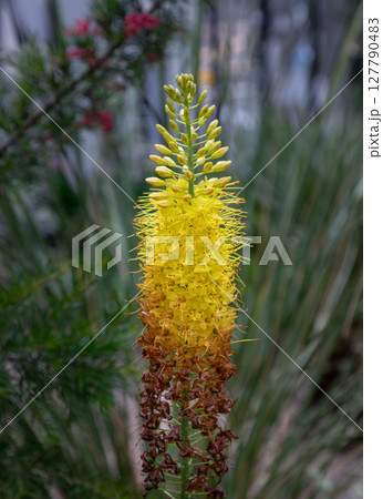 Pretty Eremurus stenophyllus, also known as the narrow-leaved foxtail lily or desert candle. Pretty Eremurus stenophyllus, also known as the narrow-leaved foxtail lily or desert candle. 127790483