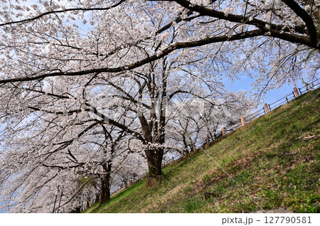 満開の甲州市ぶどうの丘の桜 満開の甲州市ぶどうの丘の桜 127790581