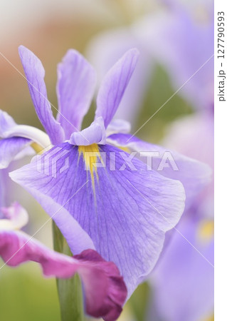 咲き誇る薄紫色の花菖蒲 初夏の美しい風景 咲き誇る薄紫色の花菖蒲 初夏の美しい風景 127790593