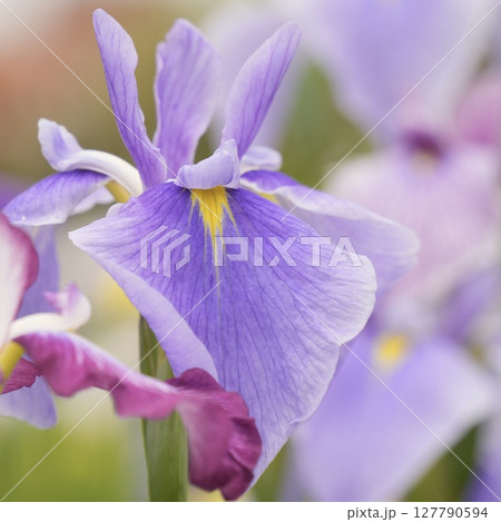 咲き誇る薄紫色の花菖蒲　初夏の美しい風景 127790594