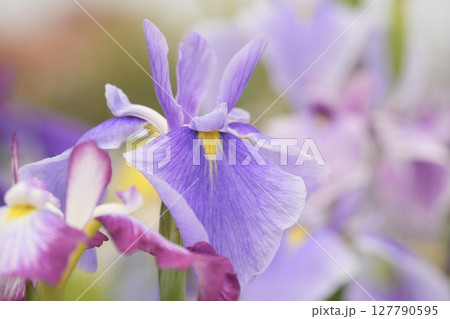咲き誇る薄紫色の花菖蒲 初夏の美しい風景 咲き誇る薄紫色の花菖蒲 初夏の美しい風景 127790595