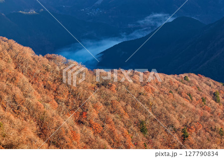 丹沢・檜洞丸から見る晩秋の山並みと朝霧の谷間 127790834