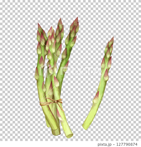 Asparagus. Eco food illustration isolated on white background. Asparagus. Eco food illustration isolated on white background. 127790874