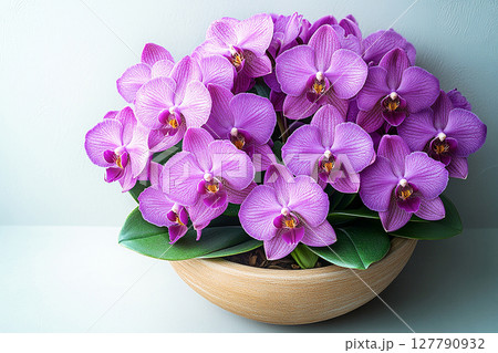 Perfect for home decor and plant care imagery. Orchid with vibrant purple flowers on a white background. Houseplant in pot. Perfect for home decor and plant care imagery. Orchid with vibrant purple flowers on a white background. Houseplant in pot. 127790932