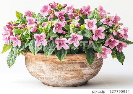 Big Weigela bush in rustic pot with fleshy leaves and pink flowers on a white background. Big Weigela bush in rustic pot with fleshy leaves and pink flowers on a white background. 127790934