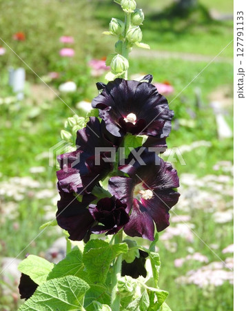 ブラックマロウ(タチアオイの黒紫花品種) ブラックマロウ(タチアオイの黒紫花品種) 127791133