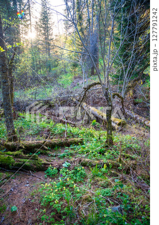 Forest next to Tretya Rechka river or The third river flowing near Artybash town. Forest landscape in Altai region Russia Forest next to Tretya Rechka river or The third river flowing near Artybash town. Forest landscape in Altai region Russia 127791242