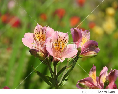 花束やフラワーアレンジに多く利用される「アルストロメリア」 127791306