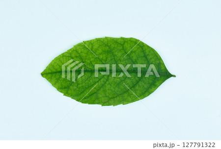 Fresh green leaf showcasing its detailed vein structure and color. High quality photo 127791322
