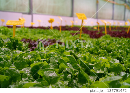 Lettuce leaves grows using mineral fertilizers in hydroponic greenhouse. Harvest Lettuce leaves grows using mineral fertilizers in hydroponic greenhouse. Harvest 127791472