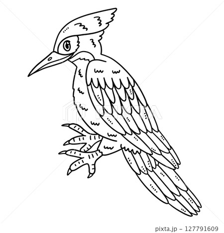 Forest Animal Woodpecker Isolated Coloring Page  127791609