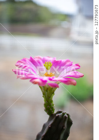 サボテンの花 127791673