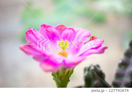 サボテンの花 127791674
