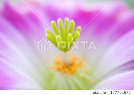 サボテンの花 127791675