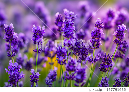 咲き誇るラベンダーがある静かな花の草原 127791686