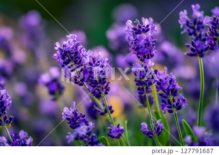 咲き誇るラベンダーがある静かな花の草原 127791687