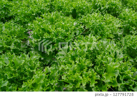 Growing eco plants lettuce salad, batavia plantation in hydroponic conditions. Growing eco plants lettuce salad, batavia plantation in hydroponic conditions. 127791728