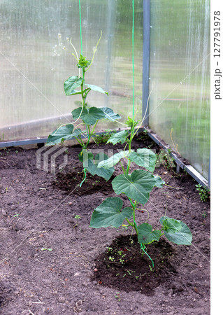 Young tied cucumber plants in a greenhouse 127791978