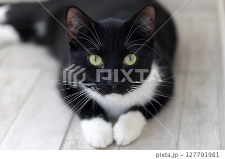 Portrait of a black and white cat with a curious gaze on a blurred grey background 127791981