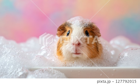 Guinea Pig Taking a Foamy Bubble Bath With Colorful Background 127792015