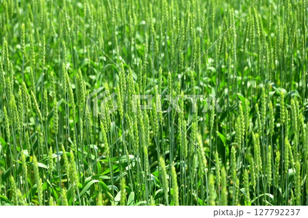 五月の小麦（ゆきちから） 127792237