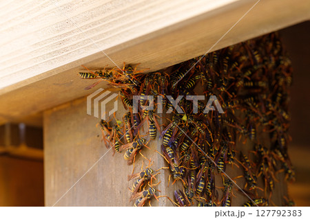 ウッドデッキの下の日陰で集団で大人しくしているフタモンアシナガバチ 127792383