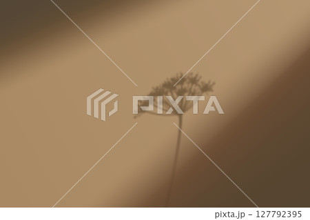 Dried flower silhouette on textured beige background with shadow Dried flower silhouette on textured beige background with shadow 127792395