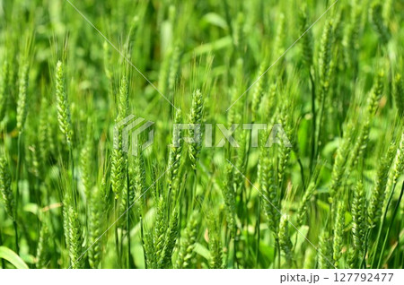五月の小麦もち姫 127792477