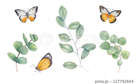Watercolor eucalyptus branches and yellow white butterflies clip art illustration isolated background. Tropical greenery and insects for wedding invitations, romantic design, home decor 127792604