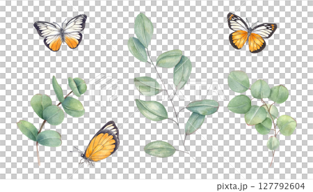 Watercolor eucalyptus branches and yellow white butterflies clip art illustration isolated background. Tropical greenery and insects for wedding invitations, romantic design, home decor 127792604