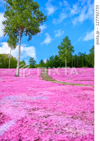 ピンクの絨毯と空へ続く小道 127792735