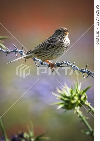 Corn Bunting perched on barbed wire against backdrop of red poppy field 127792995