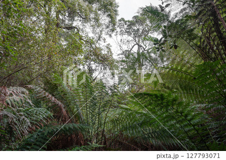 Hiking trail in forest along Cumberland River to Kalimna Falls, Great Ocean Road, Australia 127793071