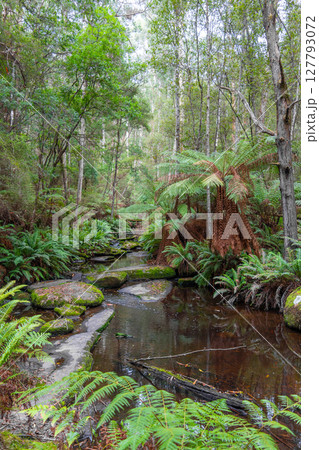 Cumberland River along Kalimna Falls trek, Great Ocean Road, Australia Cumberland River along Kalimna Falls trek, Great Ocean Road, Australia 127793072