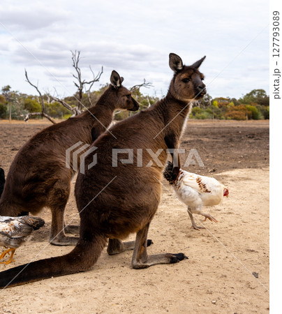 Kangaroos standing on dry ground on Kangaroo Island, Australia 127793089