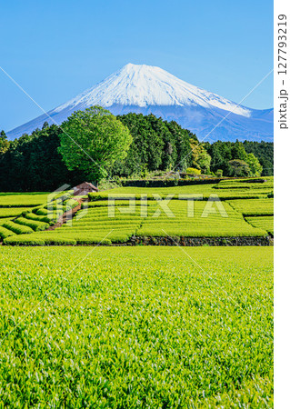 新緑の茶畑と富士山の絶景 127793219