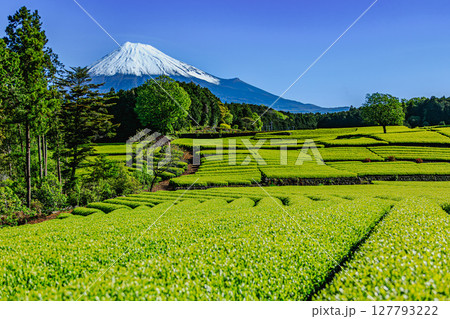 富士山と広がる緑の絨毯 127793222