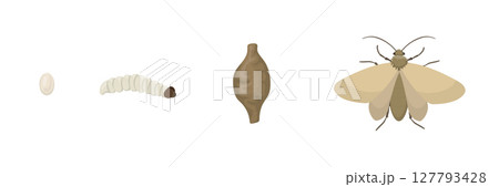 Clothes moth life cycle from egg to larva, pupa and adult insect 127793428