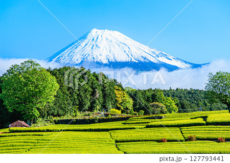 雲間に浮かぶ富士と広がる茶畑 127793441