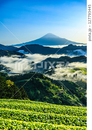 朝霧に包まれた茶畑と富士 127793445