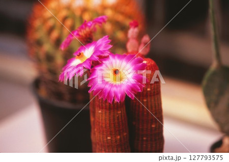 サボテンの花エキノセレウス サボテンの花エキノセレウス 127793575
