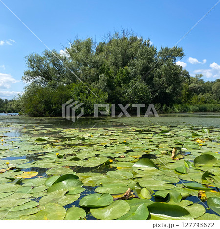 Water lilies in the river, untouched wildlife of Europe 127793672