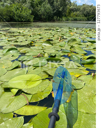 Kayaking on the river, lots of water lilies on the surface of the water, and a kayakers paddle Kayaking on the river, lots of water lilies on the surface of the water, and a kayakers paddle 127793673